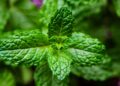 Llevar un pequeño trozo de menta en una gasa: para qué sirve y por qué cada vez más personas lo recomiendan
