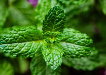 Llevar un pequeño trozo de menta en una gasa: para qué sirve y por qué cada vez más personas lo recomiendan