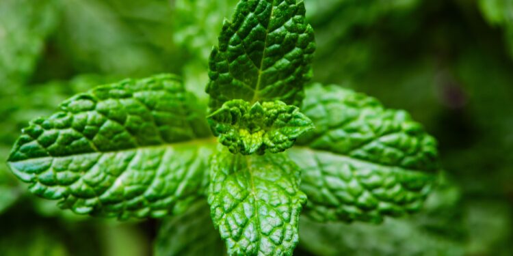 Llevar un pequeño trozo de menta en una gasa: para qué sirve y por qué cada vez más personas lo recomiendan