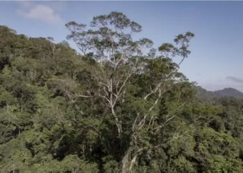 El árbol más grande conocido de la Amazonía equivale a un edificio de 30 pisos y alcanza los 88,5 metros de altura