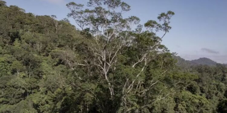 El árbol más grande conocido de la Amazonía equivale a un edificio de 30 pisos y alcanza los 88,5 metros de altura