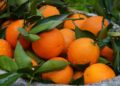 En 1997 arrojaron 12.000 toneladas de cáscaras de naranja en un terreno desolado de Costa Rica y, 16 años después, nadie reconocía el paisaje