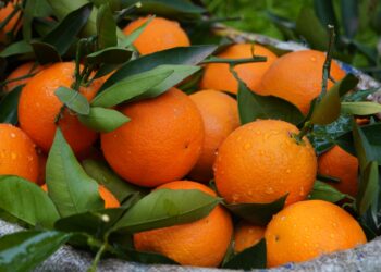 En 1997 arrojaron 12.000 toneladas de cáscaras de naranja en un terreno desolado de Costa Rica y, 16 años después, nadie reconocía el paisaje