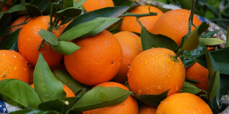 En 1997 arrojaron 12.000 toneladas de cáscaras de naranja en un terreno desolado de Costa Rica y, 16 años después, nadie reconocía el paisaje