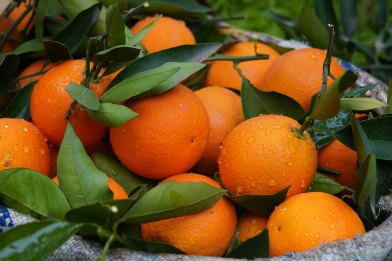 En 1997 arrojaron 12.000 toneladas de cáscaras de naranja en un terreno desolado de Costa Rica y, 16 años después, nadie reconocía el paisaje