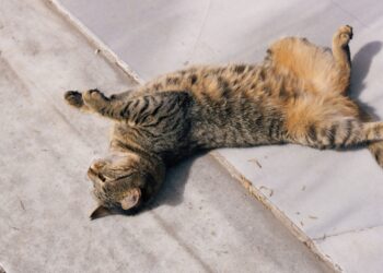 ¿Tu gato duerme boca arriba o hecho un ovillo? Descubre qué revela cada posición sobre el animal