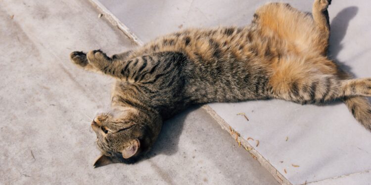 ¿Tu gato duerme boca arriba o hecho un ovillo? Descubre qué revela cada posición sobre el animal