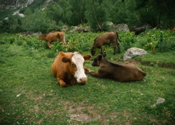 Científicos abandonaron cinco vacas en una isla desierta y, 100 años después, encontraron casi 2.000 ejemplares