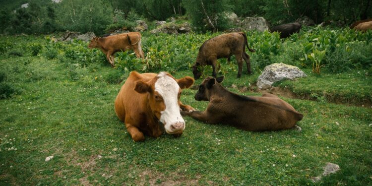 Científicos abandonaron cinco vacas en una isla desierta y, 100 años después, encontraron casi 2.000 ejemplares