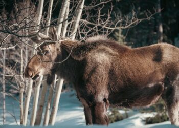 Canadá introdujo 4 alces en una isla en 1878: hoy, 110.000 animales impiden la regeneración del bosque