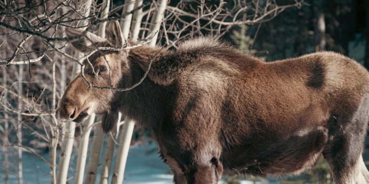 Canadá introdujo 4 alces en una isla en 1878: hoy, 110.000 animales impiden la regeneración del bosque