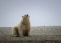 Hombre despierta a un oso polar con una bocina y recibe una multa de 2.500 dólares
