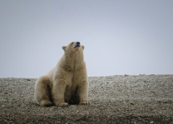 Hombre despierta a un oso polar con una bocina y recibe una multa de 2.500 dólares