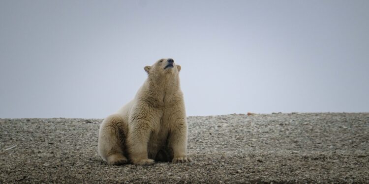 Hombre despierta a un oso polar con una bocina y recibe una multa de 2.500 dólares