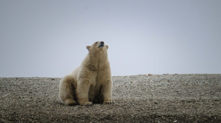 Hombre despierta a un oso polar con una bocina y recibe una multa de 2.500 dólares