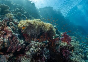 Una de las criaturas más peligrosas del océano puede estar camuflada e inmóvil justo debajo de tus pies