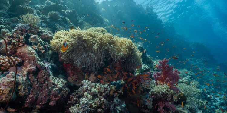Una de las criaturas más peligrosas del océano puede estar camuflada e inmóvil justo debajo de tus pies