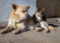 Nueva ley ya está en vigor en esta ciudad y obliga a perros y gatos a tener documentos