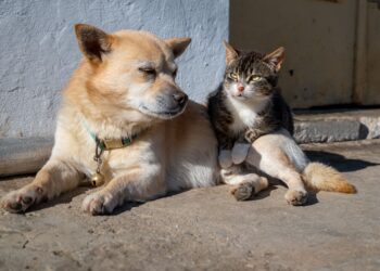 Nueva ley ya está en vigor en esta ciudad y obliga a perros y gatos a tener documentos