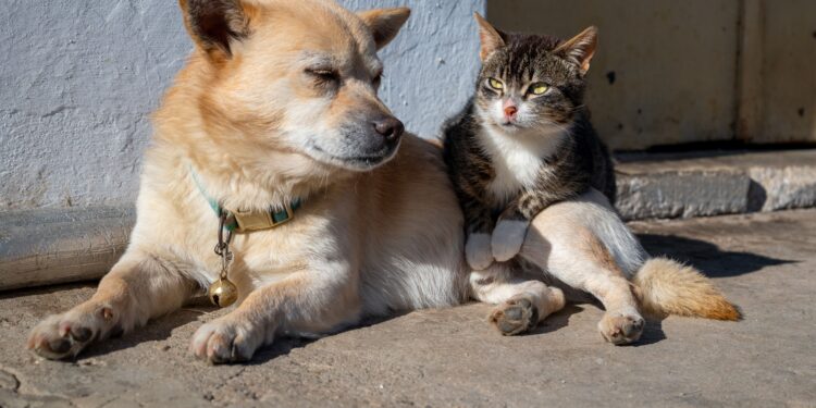 Nueva ley ya está en vigor en esta ciudad y obliga a perros y gatos a tener documentos