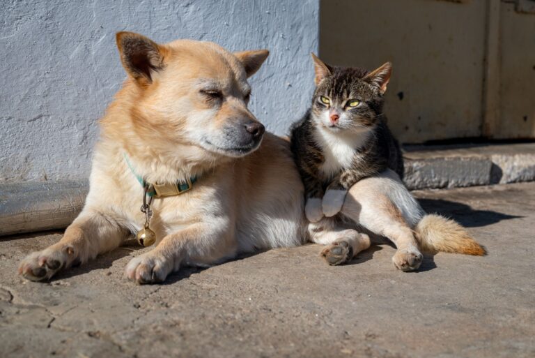 Nueva ley ya está en vigor en esta ciudad y obliga a perros y gatos a tener documentos