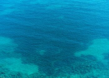 Tras recolectar más de 1.000 muestras a profundidades de hasta 4.510 metros, investigadores hacen un descubrimiento de un animal gigante en el fondo del mar