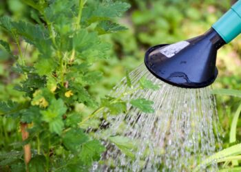 No tires el agua que gotea del aire acondicionado, tienes un tesoro en casa y puede reutilizarse en el jardín