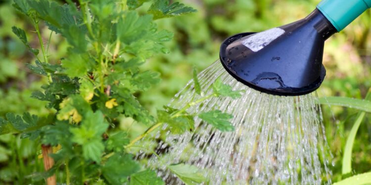No tires el agua que gotea del aire acondicionado, tienes un tesoro en casa y puede reutilizarse en el jardín