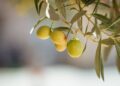 Esta olivera de 4.000 años en Grecia todavía produce aceitunas