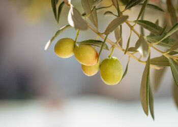 Esta olivera de 4.000 años en Grecia todavía produce aceitunas