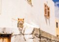 Isla de Grecia busca voluntarios para vivir gratis en el país a cambio de cuidar gatos