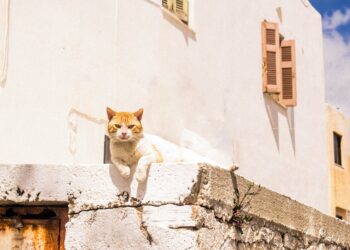 Isla de Grecia busca voluntarios para vivir gratis en el país a cambio de cuidar gatos