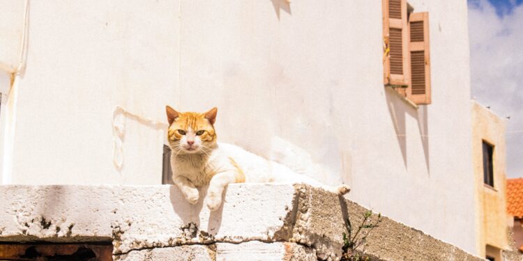 Isla de Grecia busca voluntarios para vivir gratis en el país a cambio de cuidar gatos