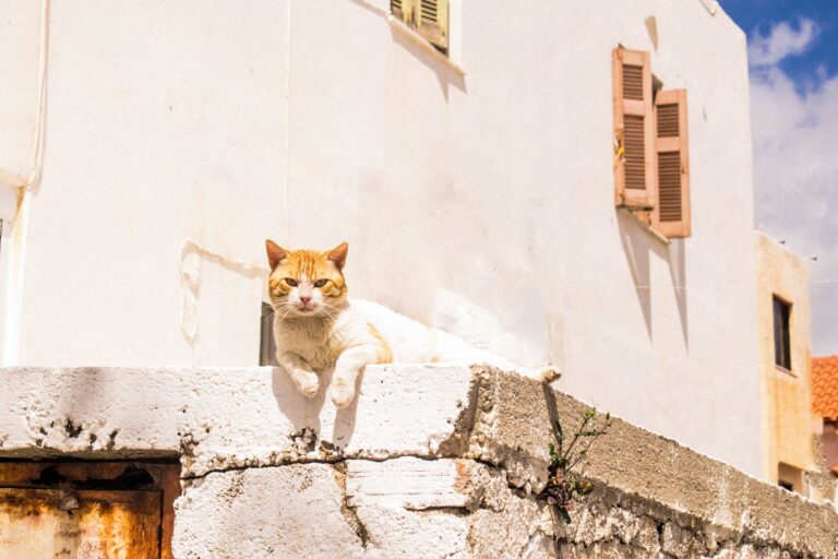 Isla de Grecia busca voluntarios para vivir gratis en el país a cambio de cuidar gatos