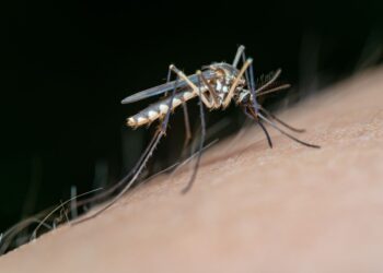 Adiós los mosquitos una nueva
