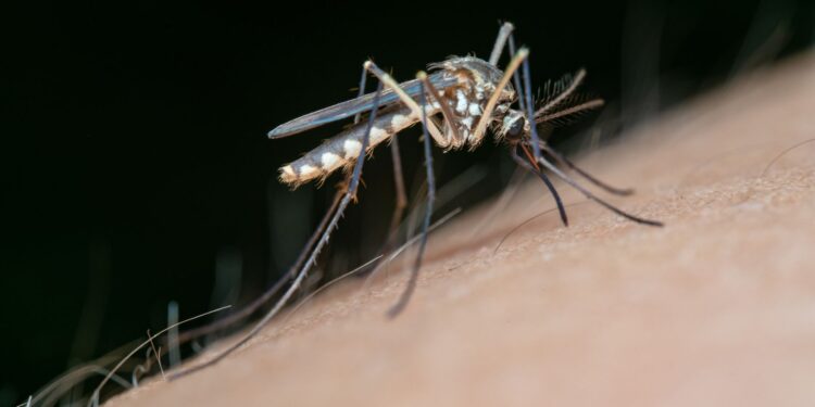 Adiós los mosquitos una nueva