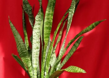 Azúcar tierra las plantas qué