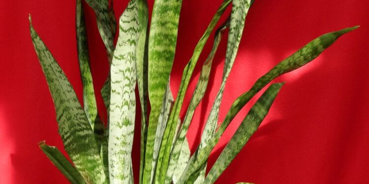 Azúcar tierra las plantas qué