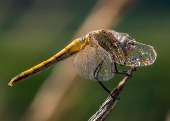 Si ves libélulas volando en tu casa o jardín, te contamos qué significa y por qué es una buena señal