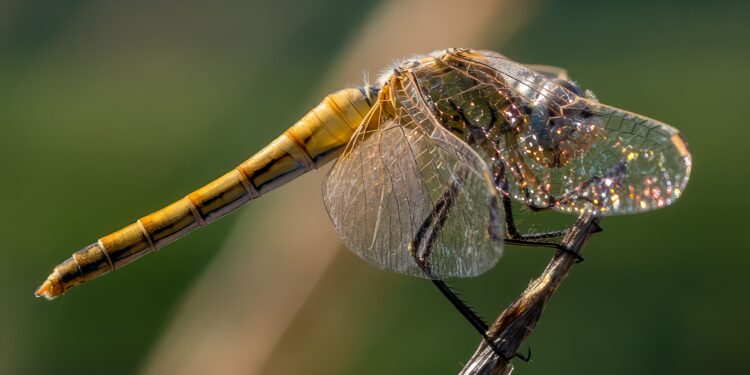Si ves libélulas volando en tu casa o jardín, te contamos qué significa y por qué es una buena señal