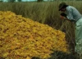 12.000 toneladas de cáscaras de naranja fueron arrojadas en Costa Rica: 16 años después, el lugar estaba cubierto de bosque