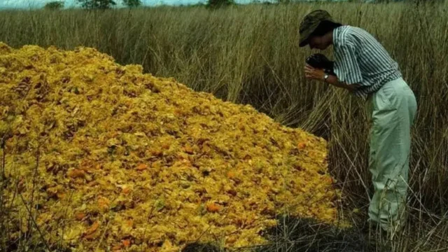 12.000 toneladas de cáscaras de naranja fueron arrojadas en Costa Rica: 16 años después, el lugar estaba cubierto de bosque
