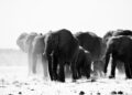 El elefante más grande del mundo medía 5 metros de altura y pesaba 22.000 kilos