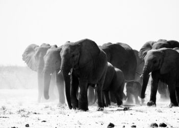El elefante más grande del mundo medía 5 metros de altura y pesaba 22.000 kilos