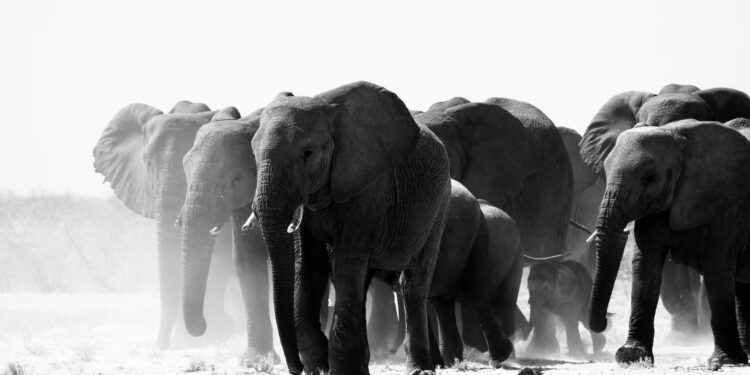 El elefante más grande del mundo medía 5 metros de altura y pesaba 22.000 kilos
