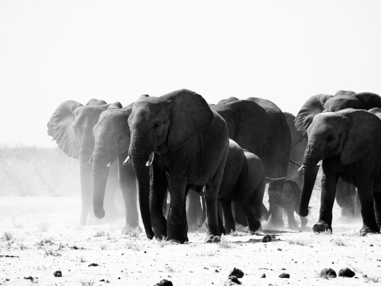 El elefante más grande del mundo medía 5 metros de altura y pesaba 22.000 kilos