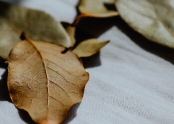 Colocar una hoja de laurel en el zapato: para qué sirve y por qué cada vez más personas lo recomiendan