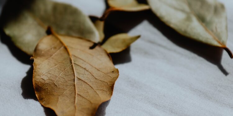 Colocar una hoja de laurel en el zapato: para qué sirve y por qué cada vez más personas lo recomiendan