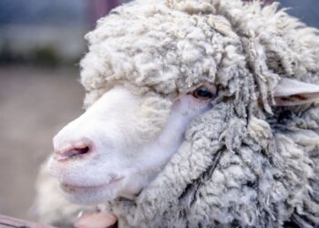 Compraron una isla hectáreas criar