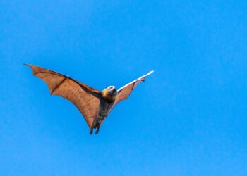 El murciélago más grande del mundo vive en Asia, mide 1,7 metros y parece sacado de una película de Batman
